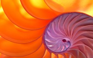 Study Forge (1 Semester) - Expand