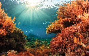 Marine Science - Beyond